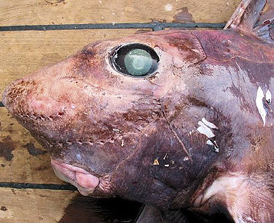 Hydrolagus affinis_0216.jpg